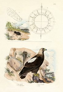 Aigle impérial - French School